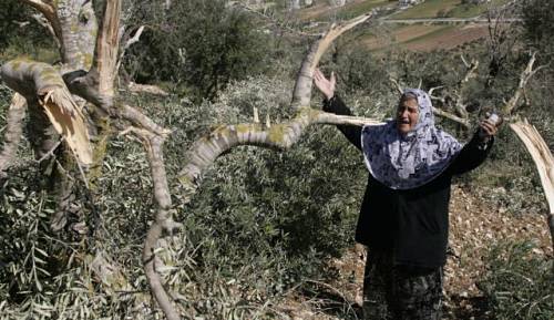Des colons israéliens déracinent 5.000 plants d'oliviers près de Turmusayya 